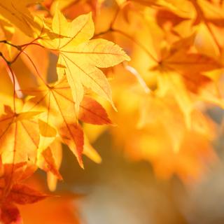 Aj do našej materskej školy zavítala jeseň ...